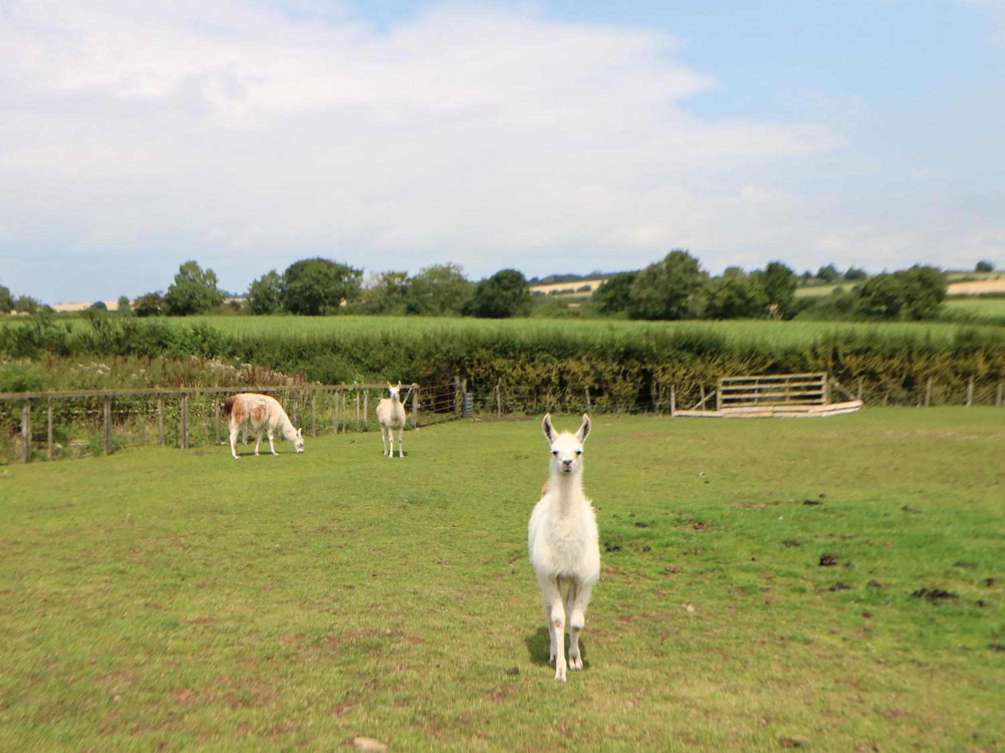 Cornfield Villa Northallerton Exterior foto